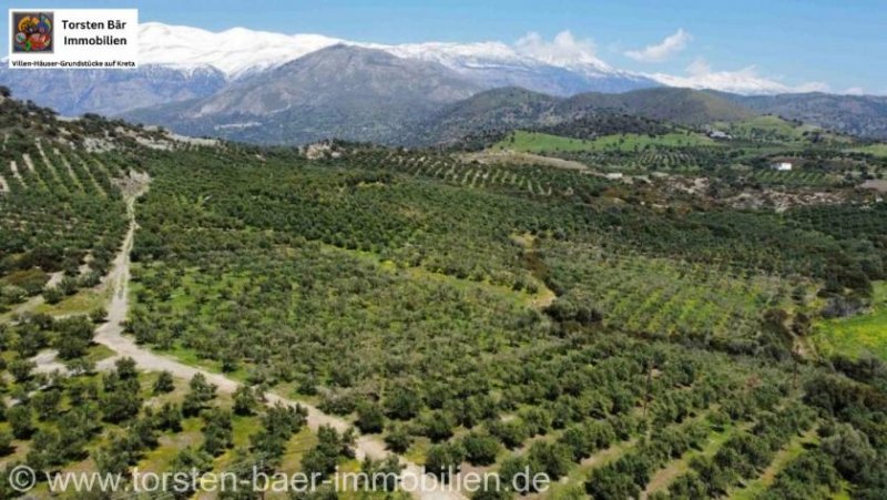 Agia Galini Kreta, Ag. Galini Olivenhain 130.000 m². Grundstück kaufen